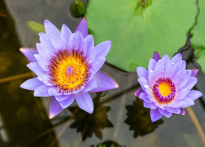 Nymphaea Caerulea-Blumen-taubenblaue Lotus-organische Kräuterauszüge 0