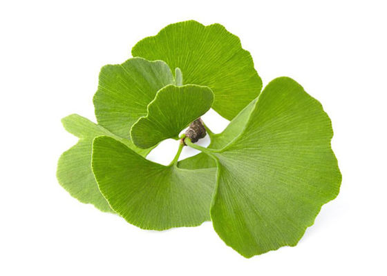 USP-Grad organisches Ginkgo Biloba-Pulver fournisseur