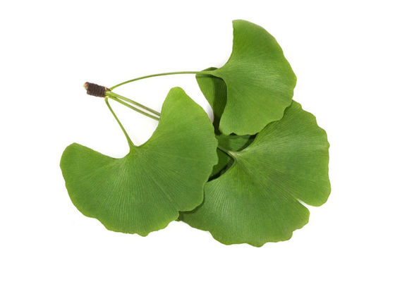 Blätter CASs 90045-36-6 organisches trockenes Ginkgo Biloba-Auszug-Pulver fournisseur