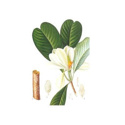 98% Honokiol reiner Magnolien-Barken-Auszug fournisseur