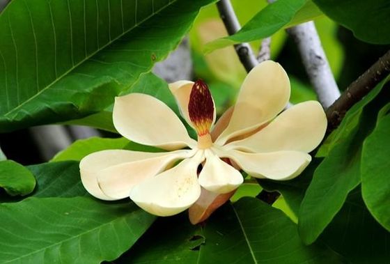 HPLC Magnolol/Honokiol-Magnolie Officinalis-Barken-Auszug fournisseur
