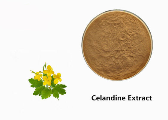 Celandine-Pflanzenauszug-Pulver fournisseur