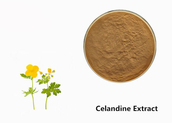 Celandine-Pflanzenauszug-Pulver fournisseur