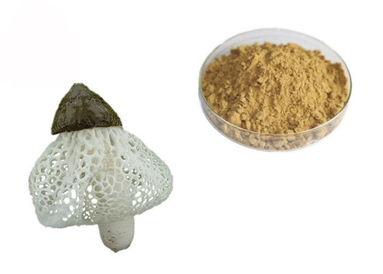 Organischer Auszug Dictyophora Indusiata fournisseur