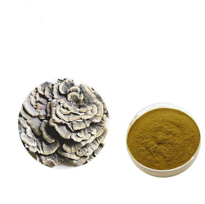 Verstärken Sie Konstitutions-Brown-Gelb-Coriolus-Versicolorauszug-Pulver fournisseur