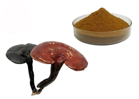 Pilz-Auszug-Pulver 50% Reinheit Ganoderma Lucidum Reishi fournisseur