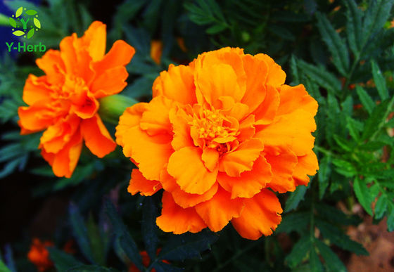 Natürliche Pigment-Xanthophyll-Ringelblumen-Blumen-Kräuterauszug-Pulver fournisseur