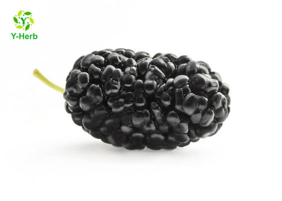 Anthocyanin-Frucht-Maulbeerkräuterauszug-Pulver für Lebensmittel-Zusatzstoffe fournisseur