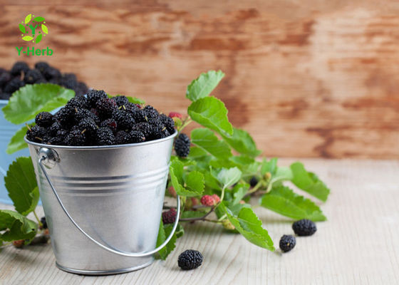 Anthocyanin-Frucht-Maulbeerkräuterauszug-Pulver für Lebensmittel-Zusatzstoffe fournisseur