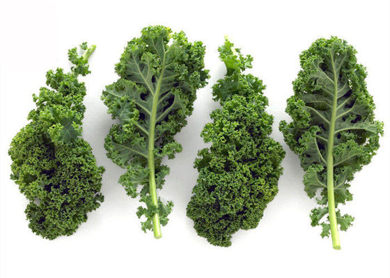 Saft-Kohl-Auszug-Pulver fournisseur