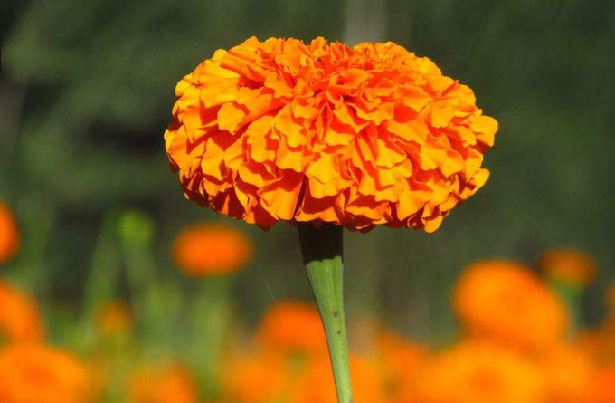 Natürliche Pigment-Xanthophyll-Ringelblumen-Blumen-Kräuterauszug-Pulver 0