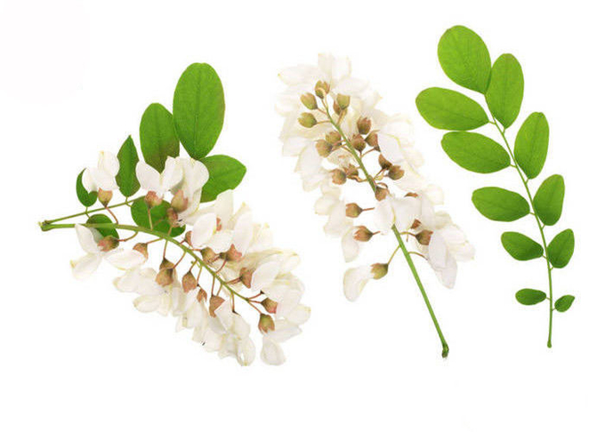 95% 98% reiner Rutin-Pulver-Blumen-Knospen-Teil Sophora Japonica-Auszug 0
