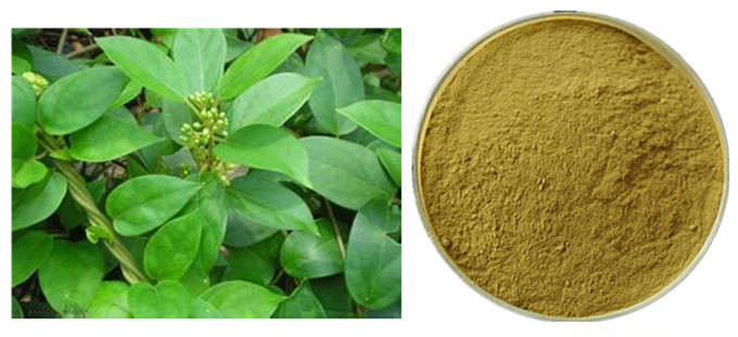 Gymnema Sylvestre-Blatt-Anthocyanin-Auszug-Pulver für pharmazeutisches 0