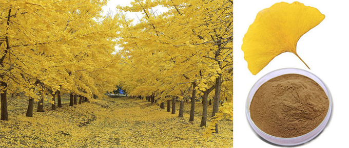 Blätter CASs 90045-36-6 organisches trockenes Ginkgo Biloba-Auszug-Pulver 0
